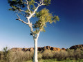 eucalyptus
